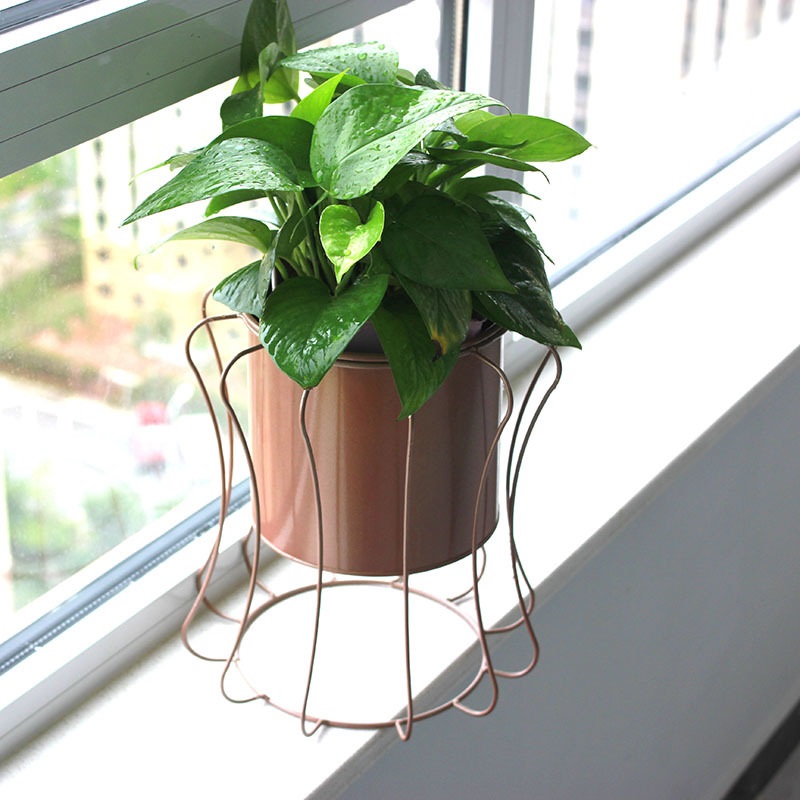 Flowerpot of succulent and carrot